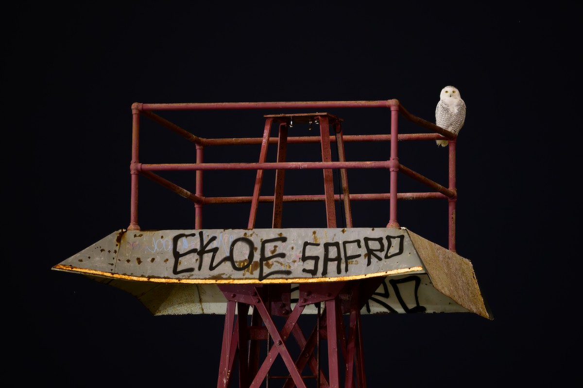 Сова біла - ML645551818