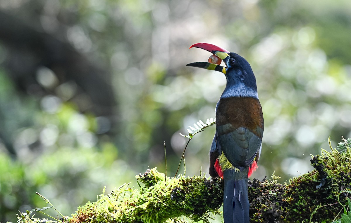 lavendeltukan - ML645551827