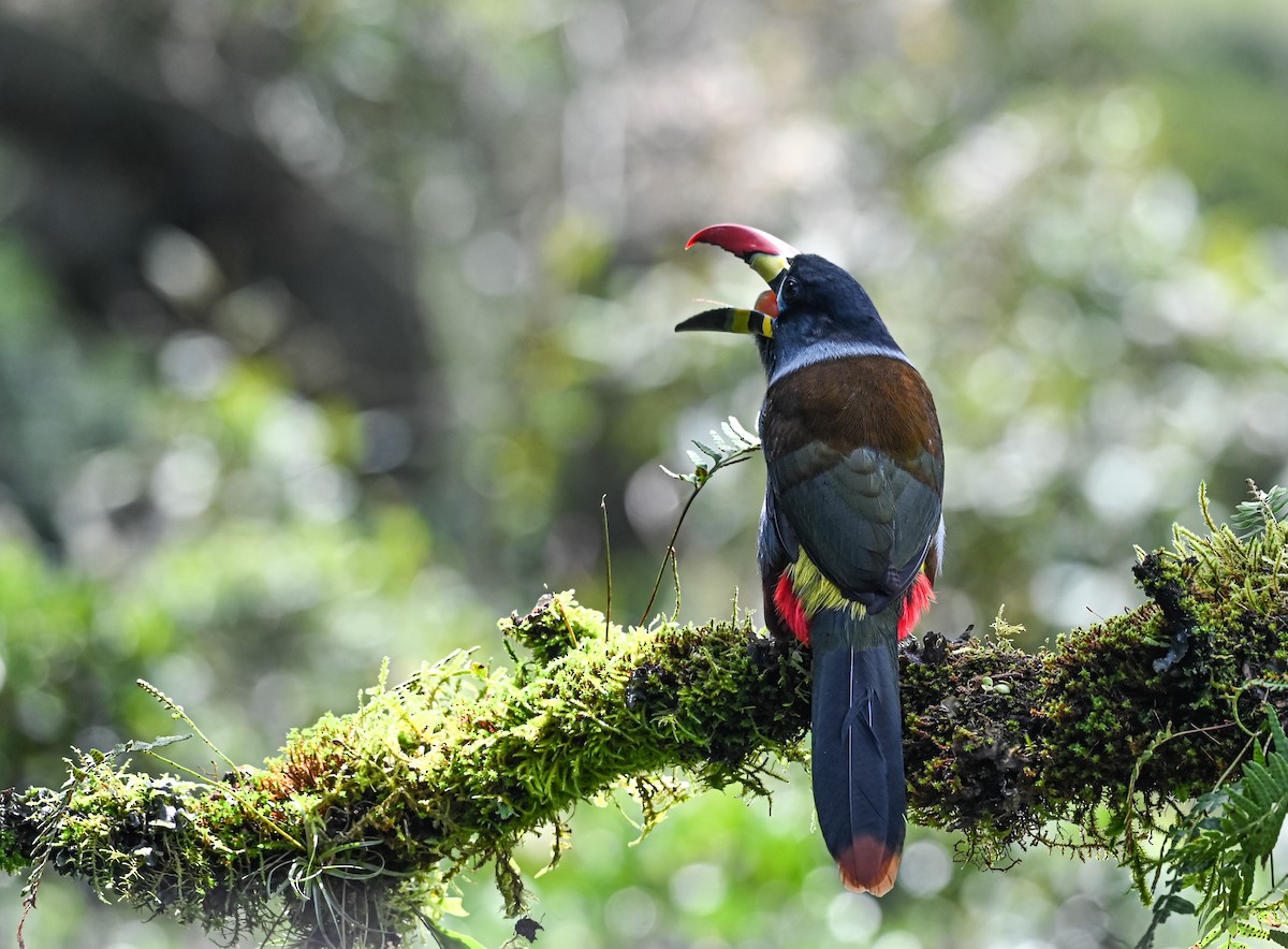 lavendeltukan - ML645551828