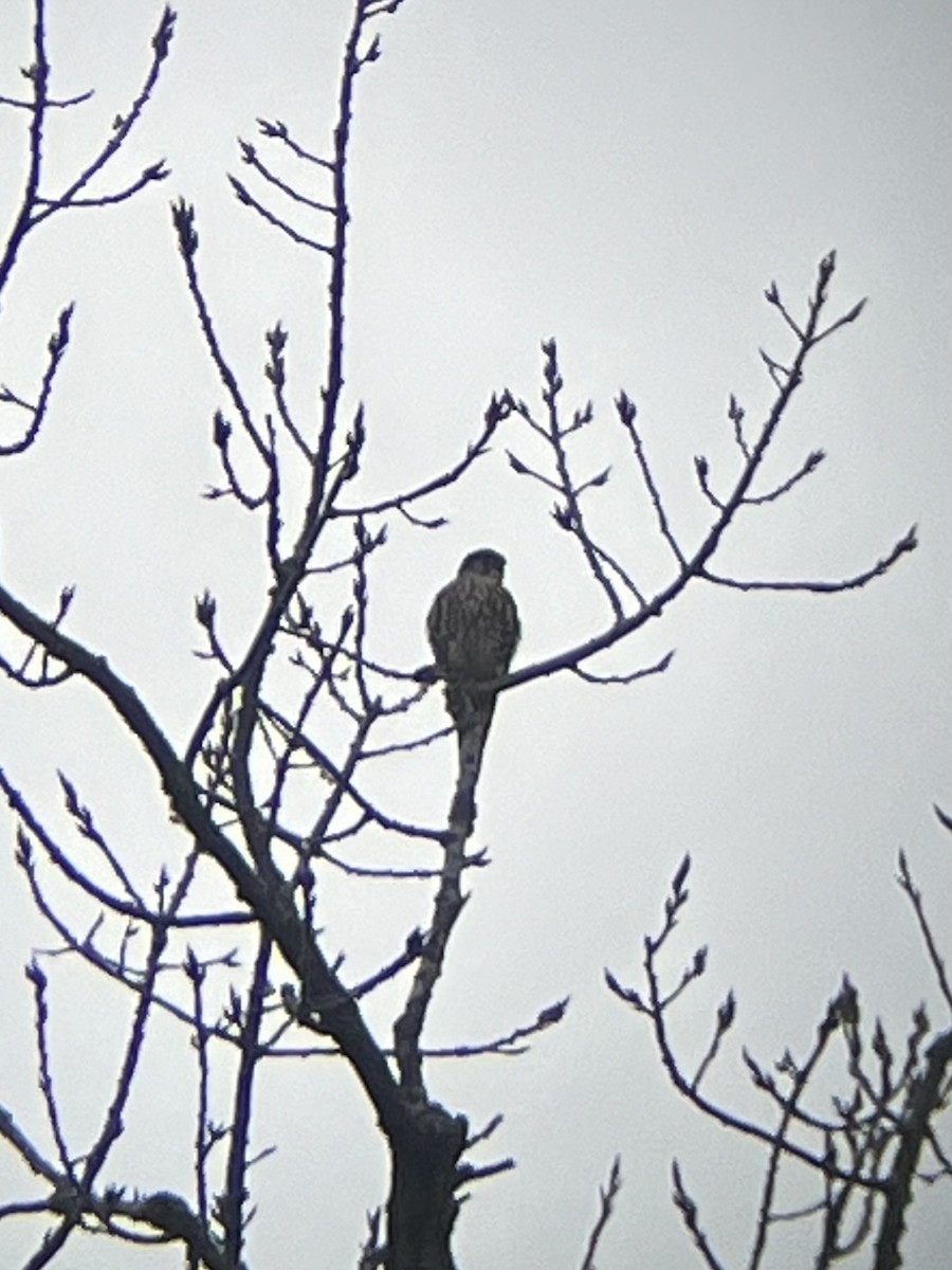 Merlin - ML645551846