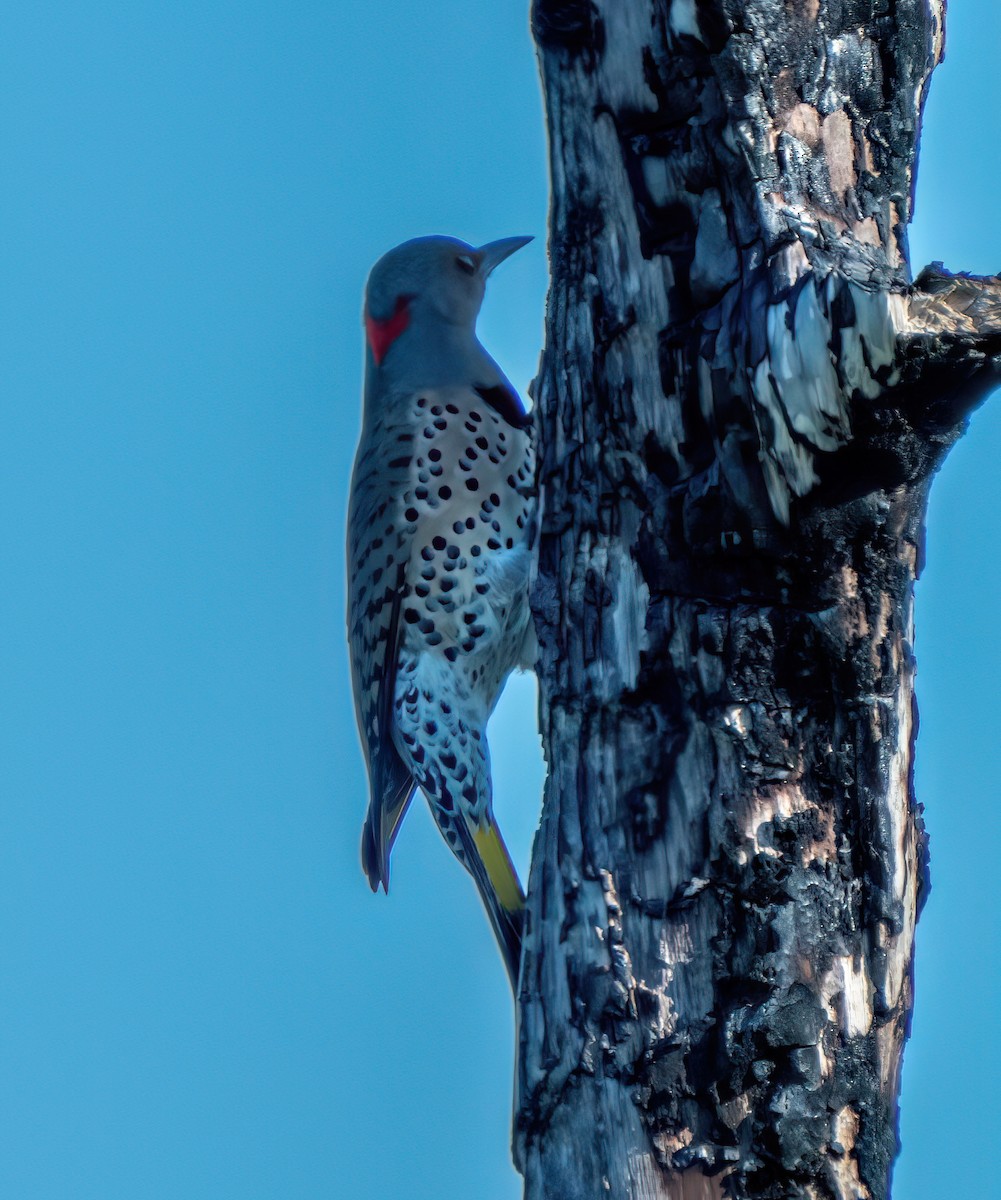 Northern Flicker - ML645551849