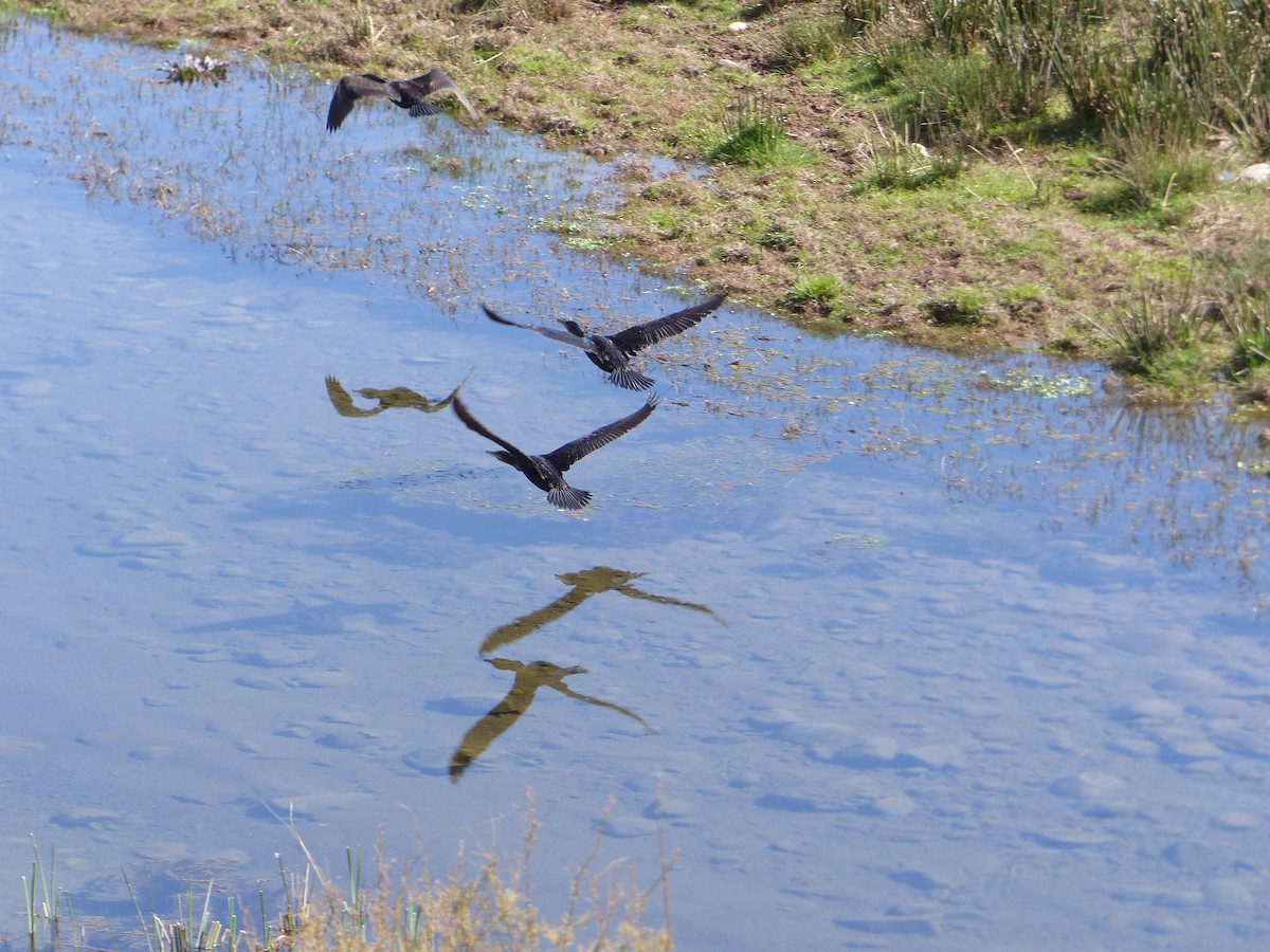 Great Cormorant - ML645551850