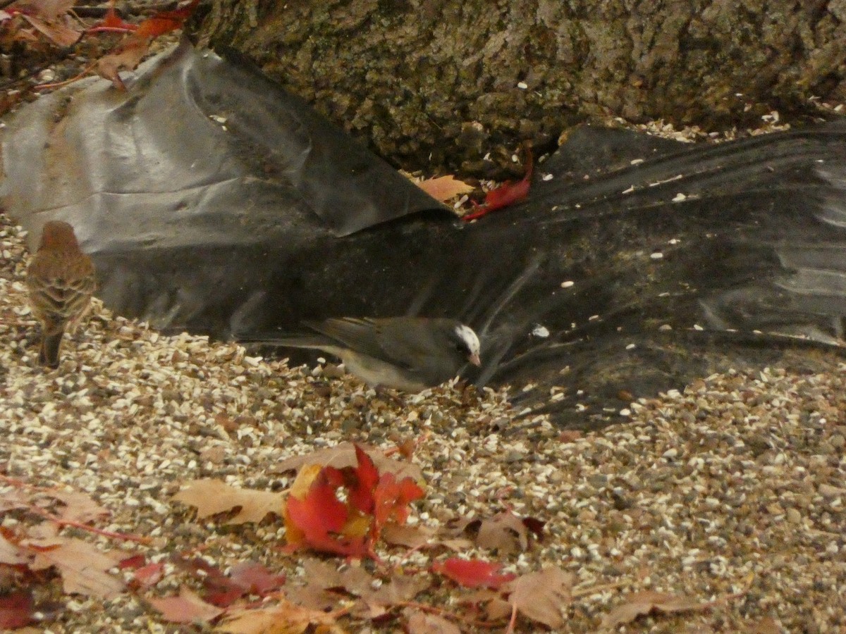 Dark-eyed Junco (Slate-colored) - ML645551851