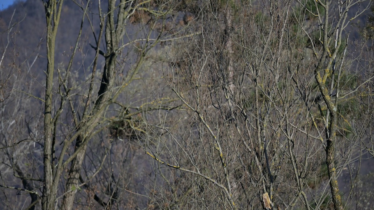 Common Chaffinch - ML645551852