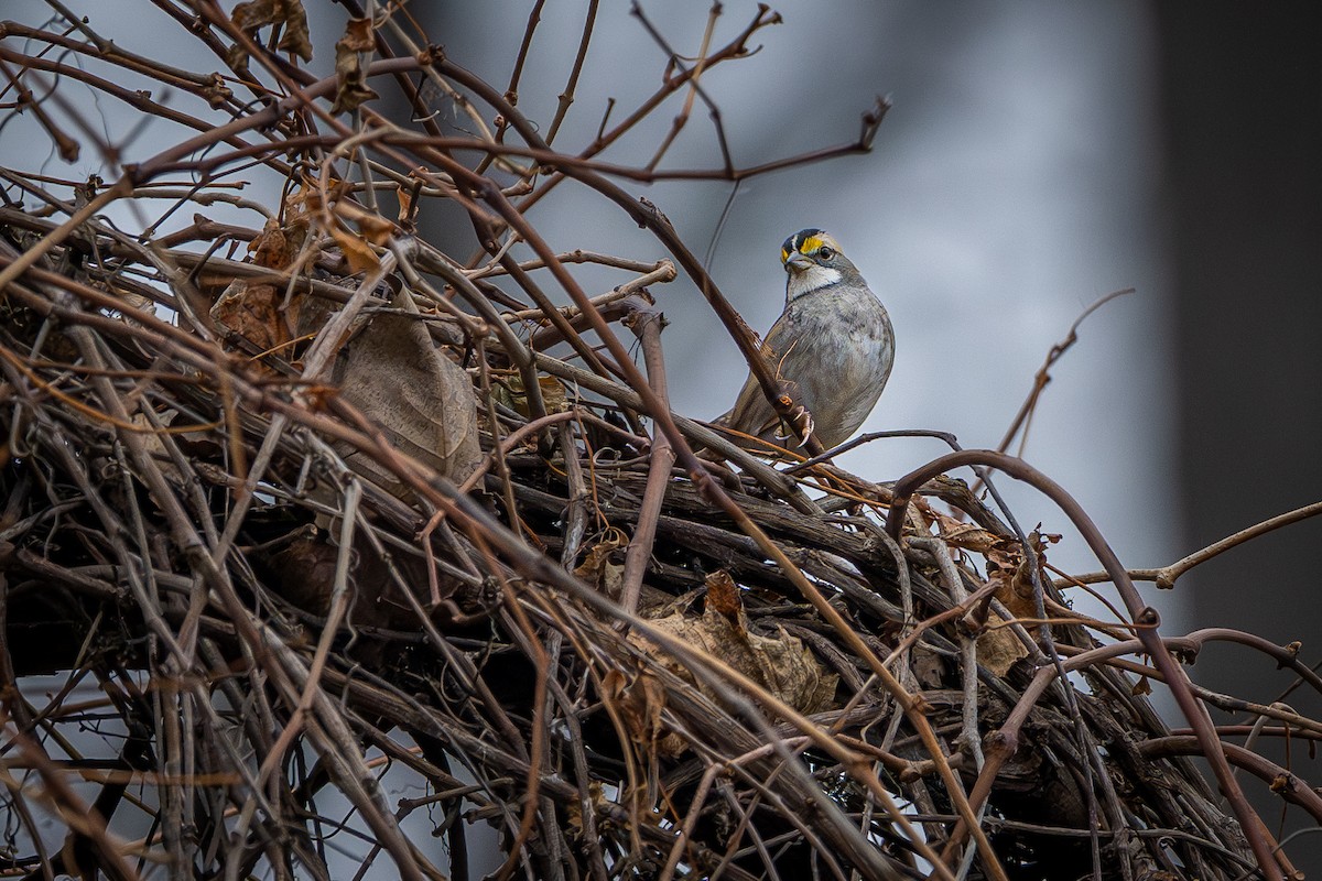 White-throated Sparrow - ML645551854