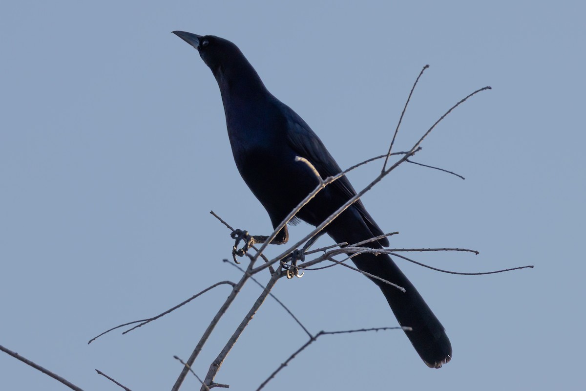 Boat-tailed Grackle - ML645551855