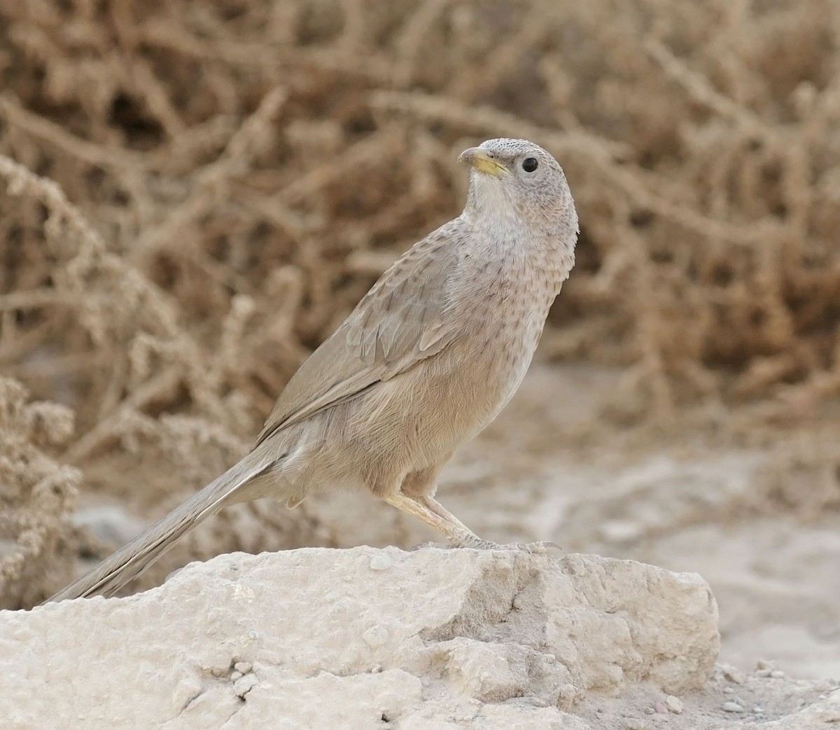 Arabian Babbler - ML645551856