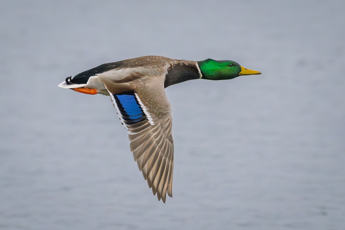 Mallard - ML645551858