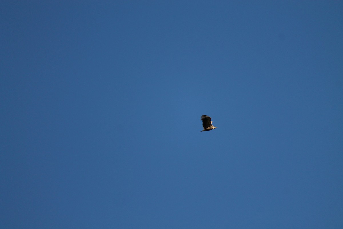 Eurasian Griffon - ML645551859