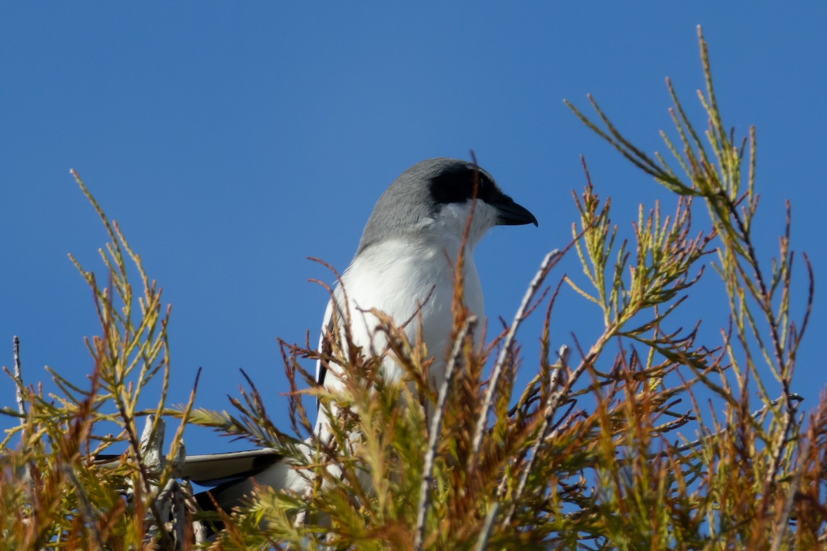 Loggerhead Shrike - ML645551860