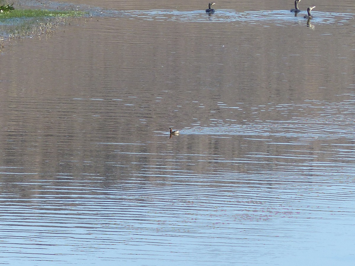Little Grebe - ML645551861