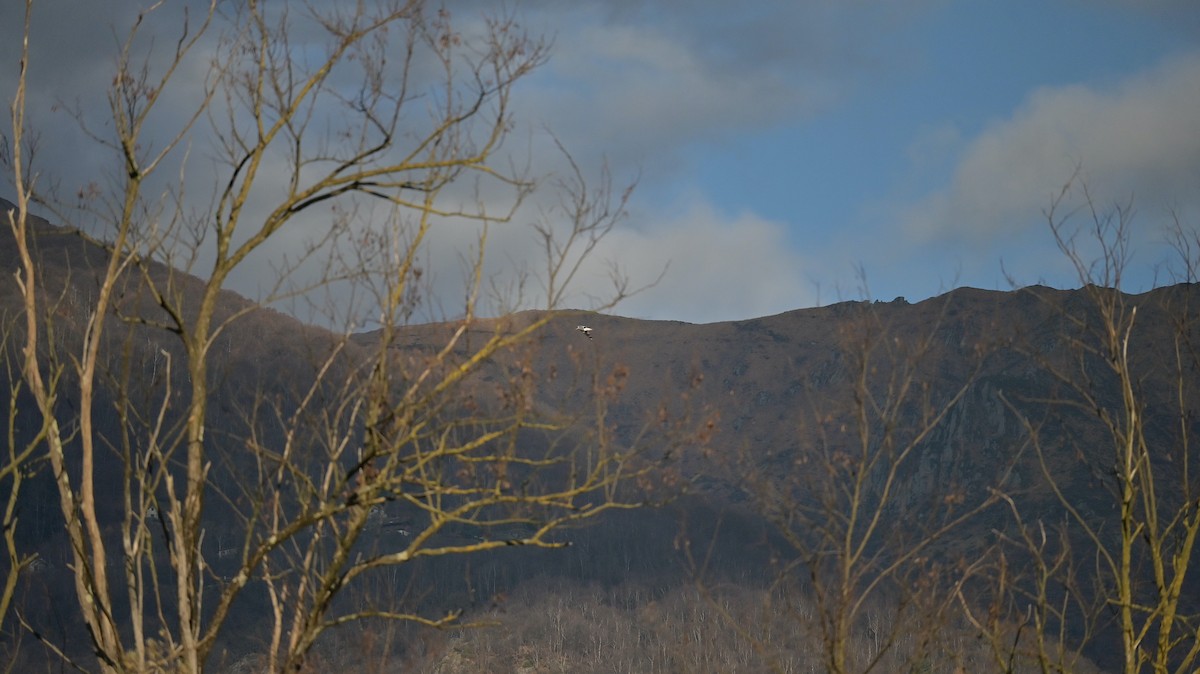 Yellow-legged Gull - ML645551862