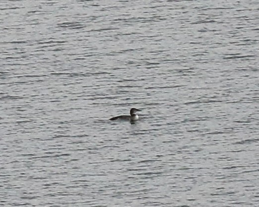 Common Loon - ML645551863