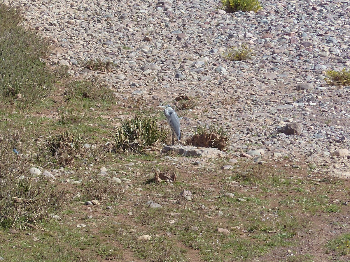 Gray Heron - ML645551864
