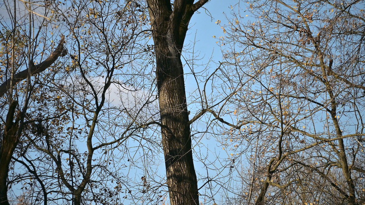 Eurasian Green Woodpecker - ML645551866
