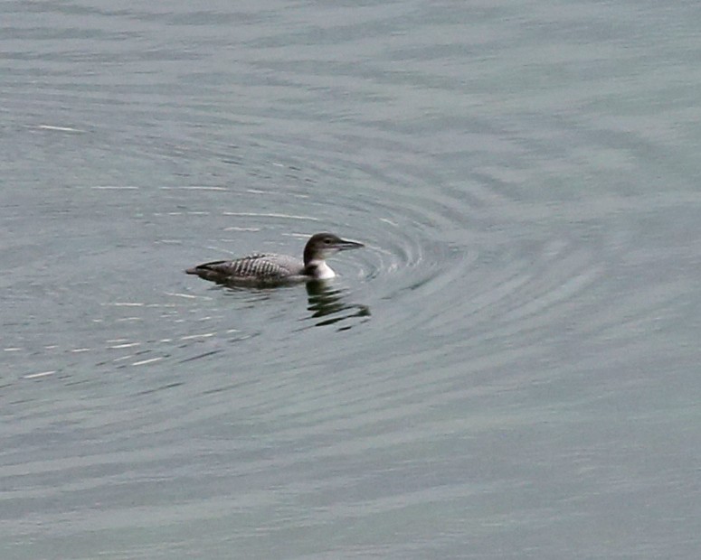 Common Loon - ML645551867