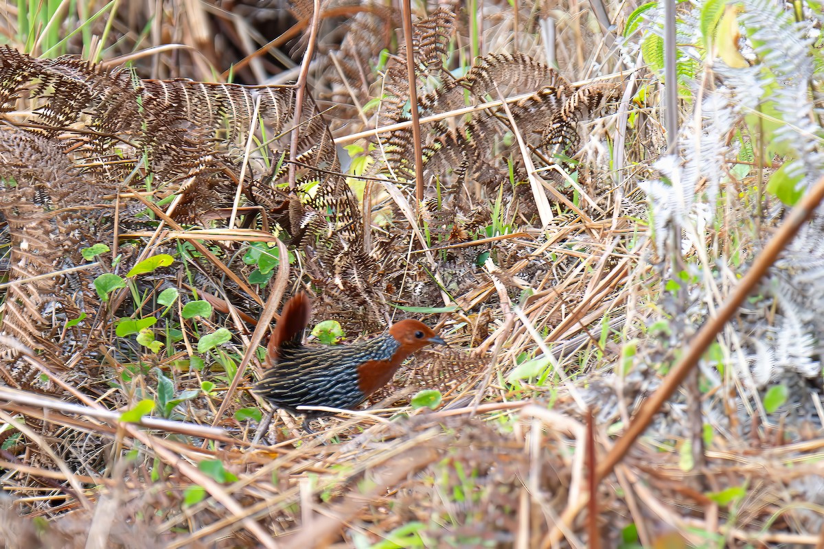 Madagascar Flufftail - ML645551868