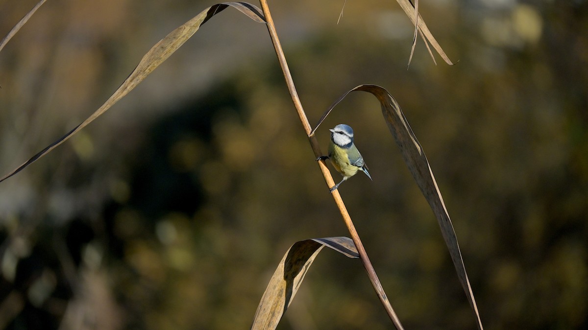 Eurasian Blue Tit - ML645551869