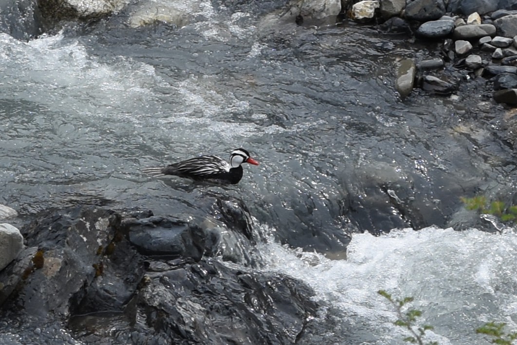 Torrent Duck - ML645551870