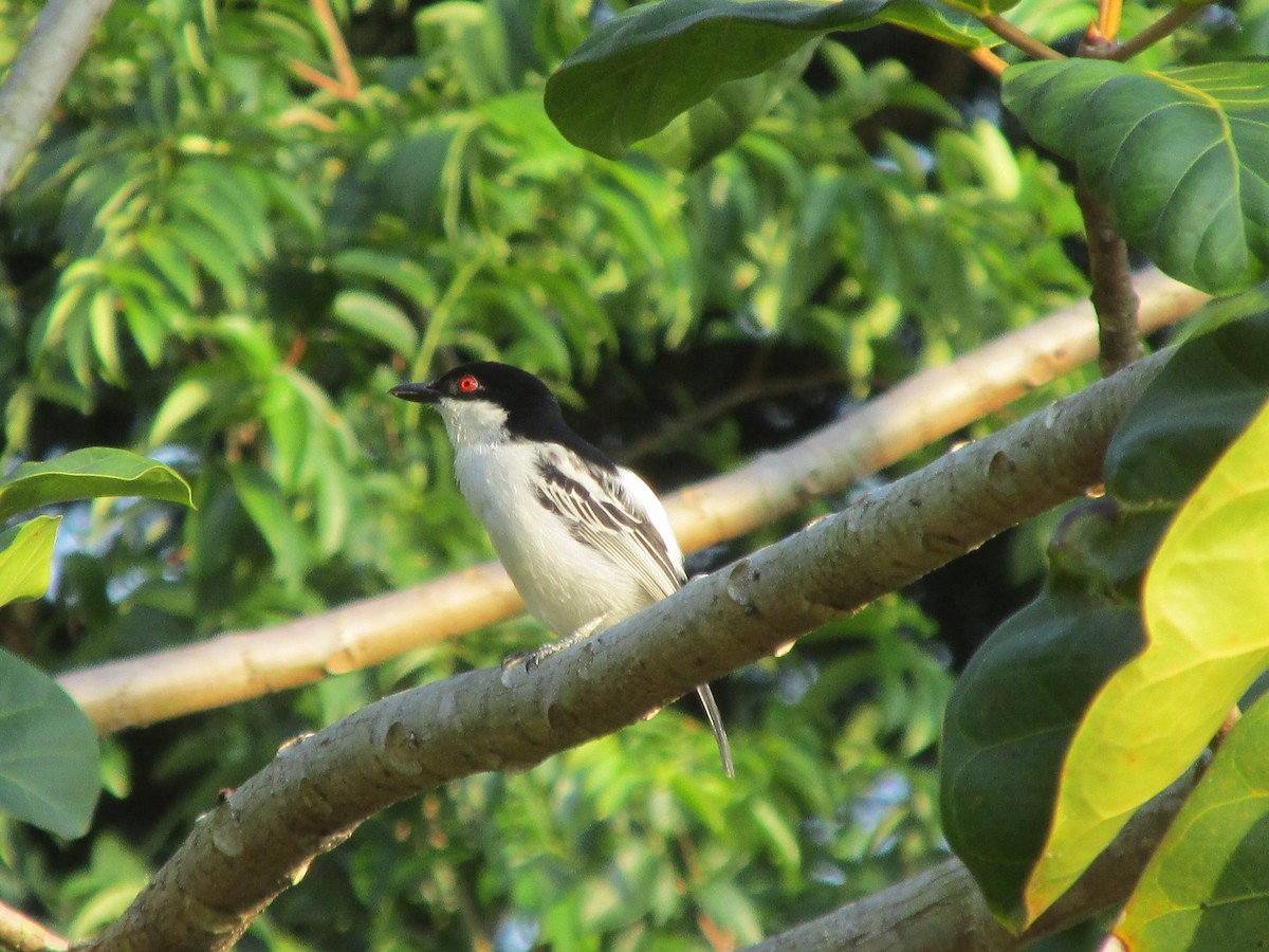 Black-backed Puffback - ML645551871