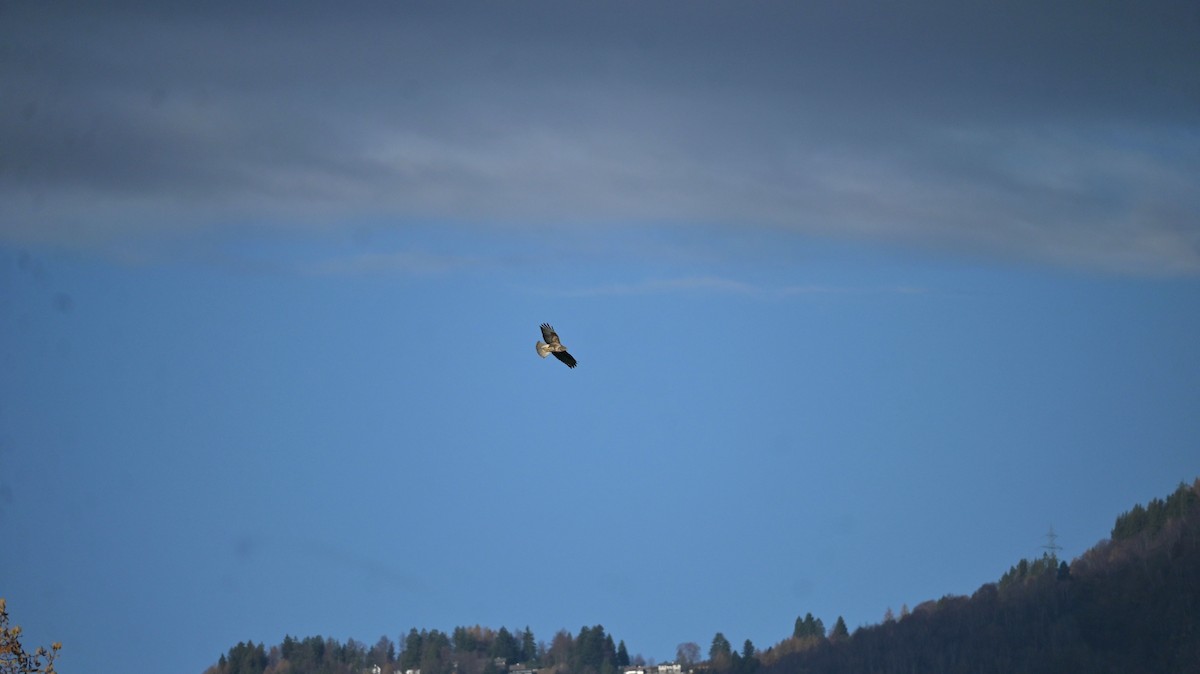 Common Buzzard - ML645551872