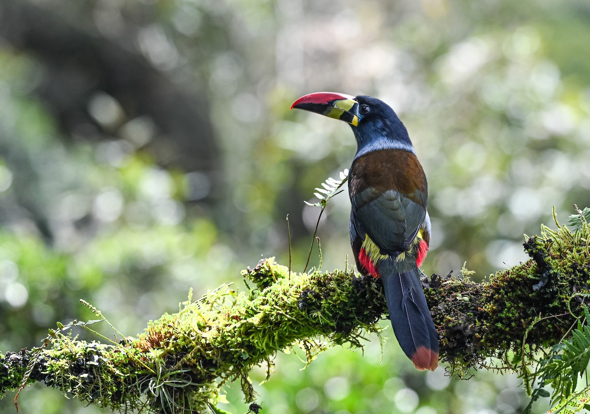 Gray-breasted Mountain-Toucan - ML645551873