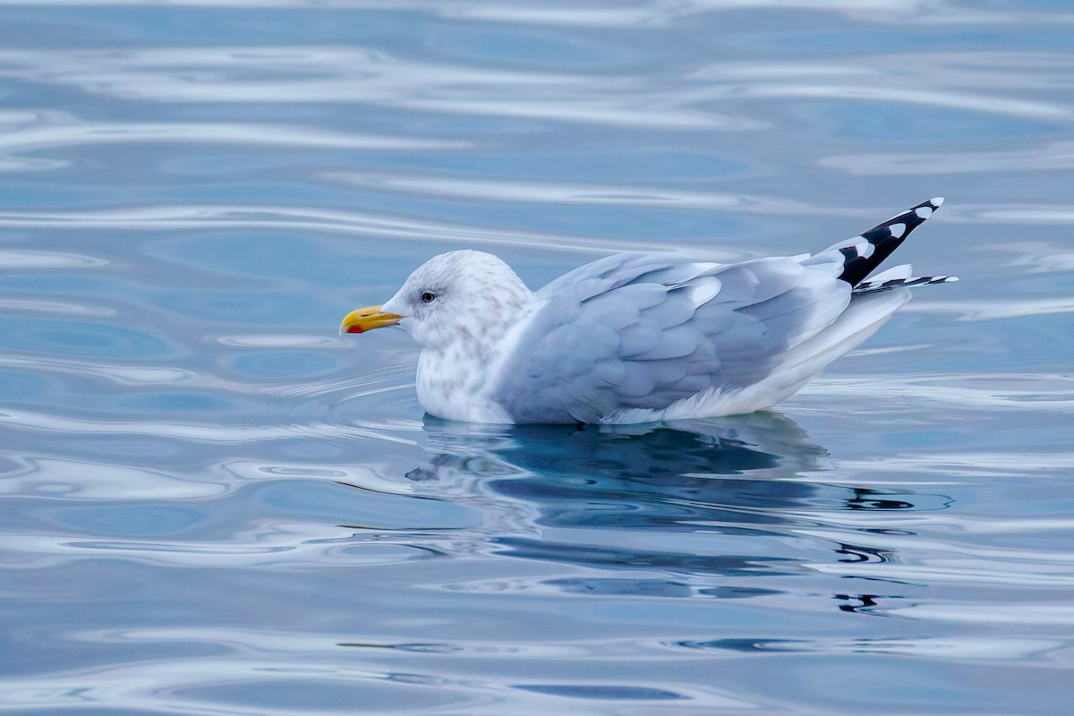 Iceland Gull (Thayer's) - ML645551874
