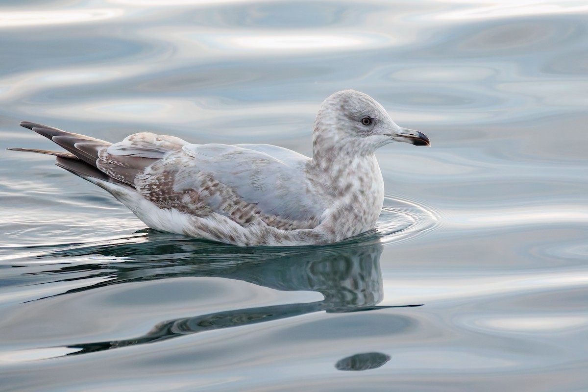 Iceland Gull (Thayer's) - ML645551875