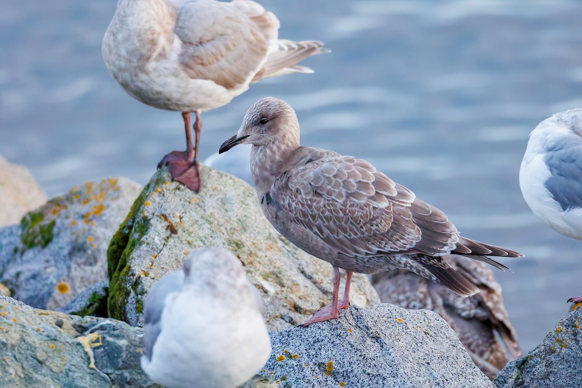Iceland Gull (Thayer's) - ML645551878