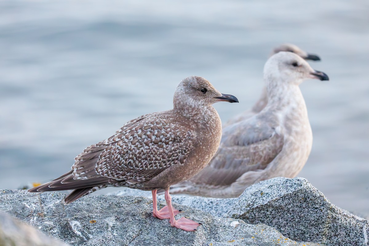 Iceland Gull (Thayer's) - ML645551879