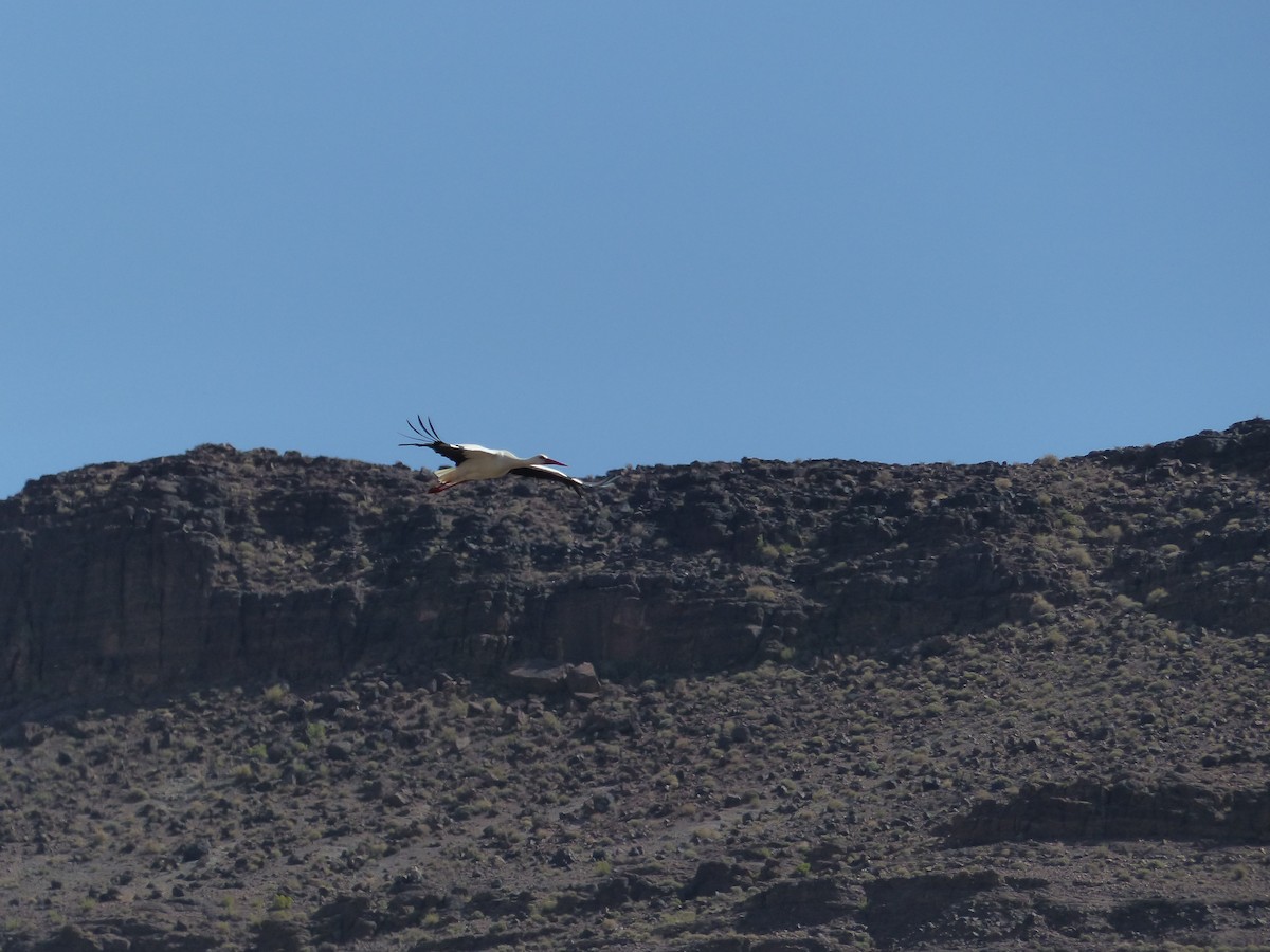 White Stork - ML645551890