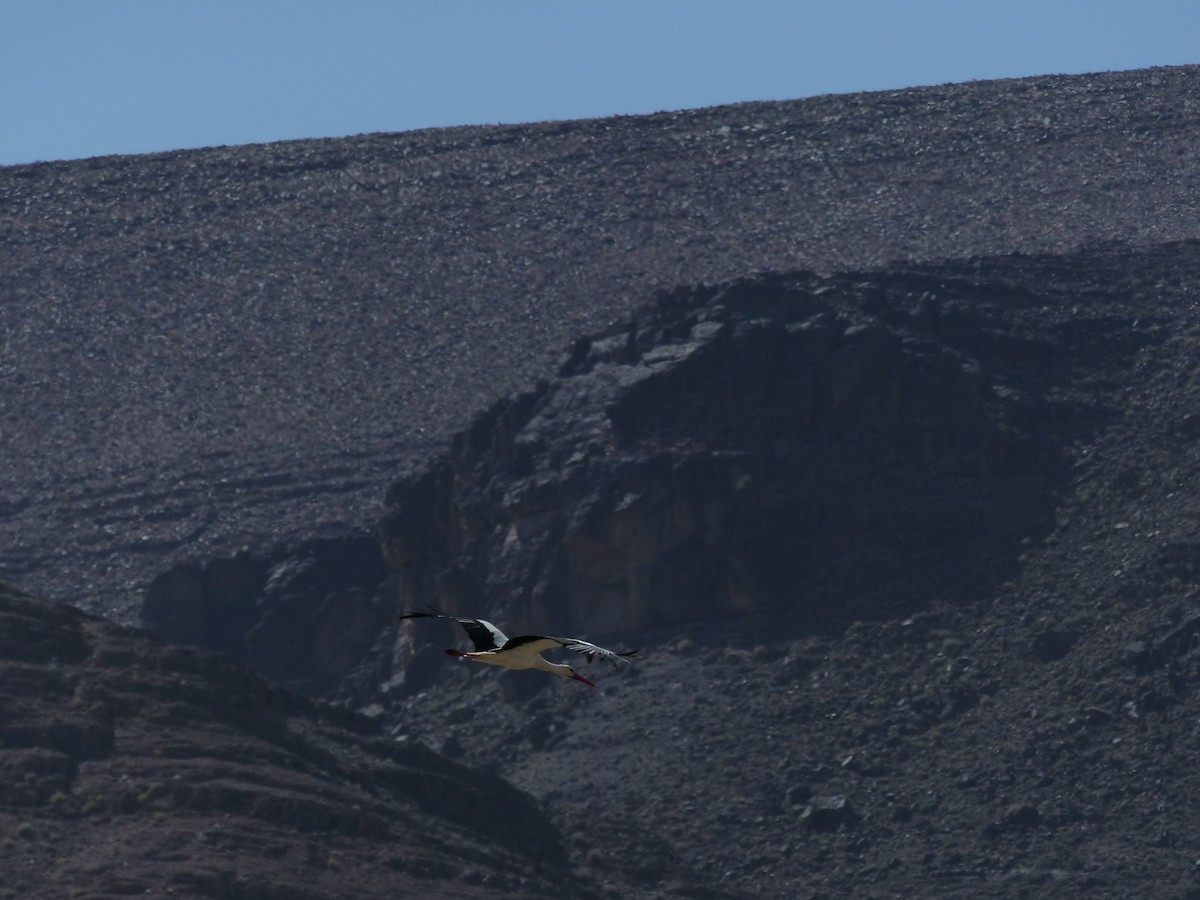 White Stork - ML645551891