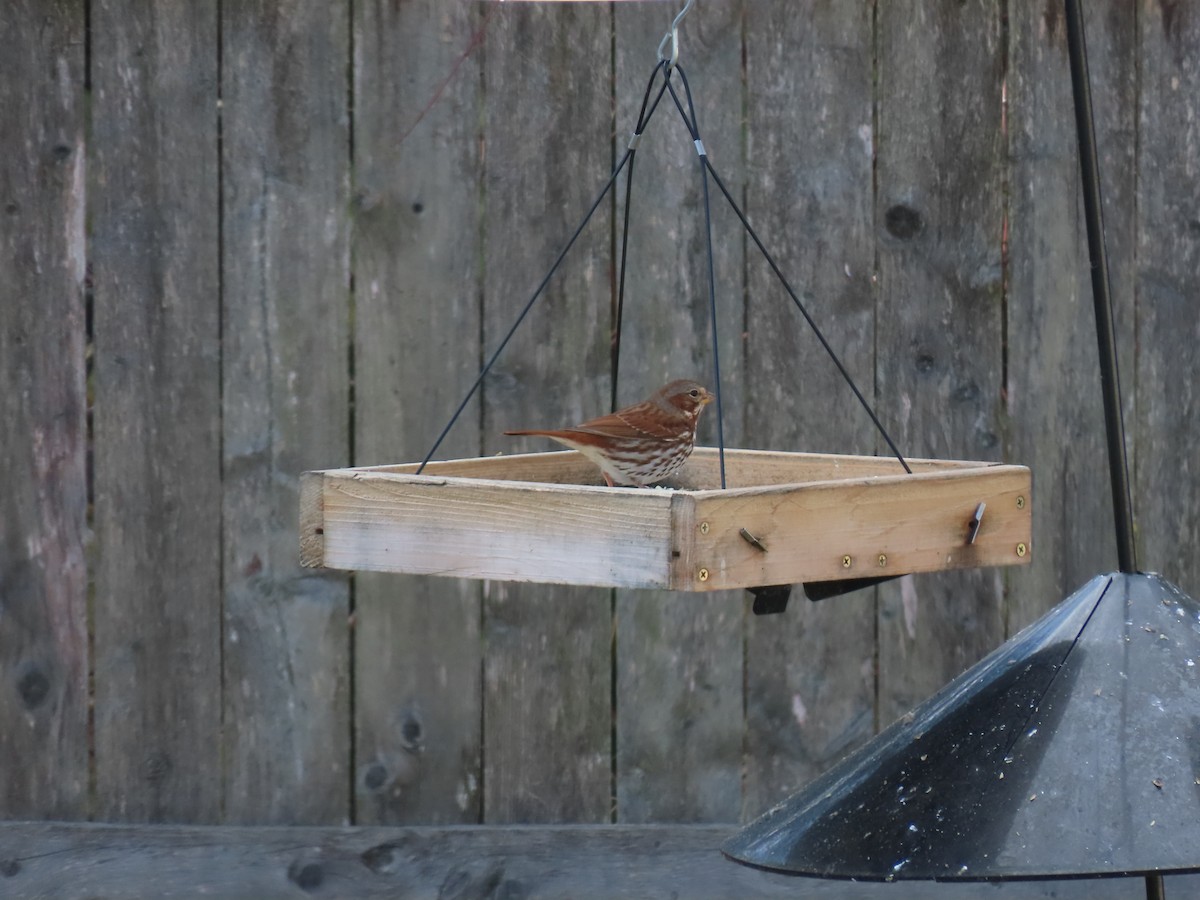 strnadec kaštanový - ML645551892