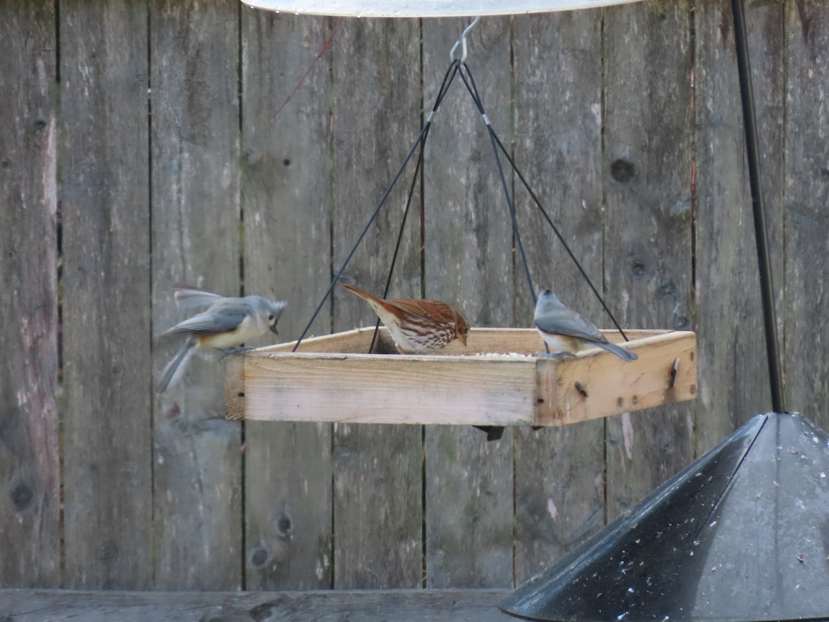 Fox Sparrow - ML645551893