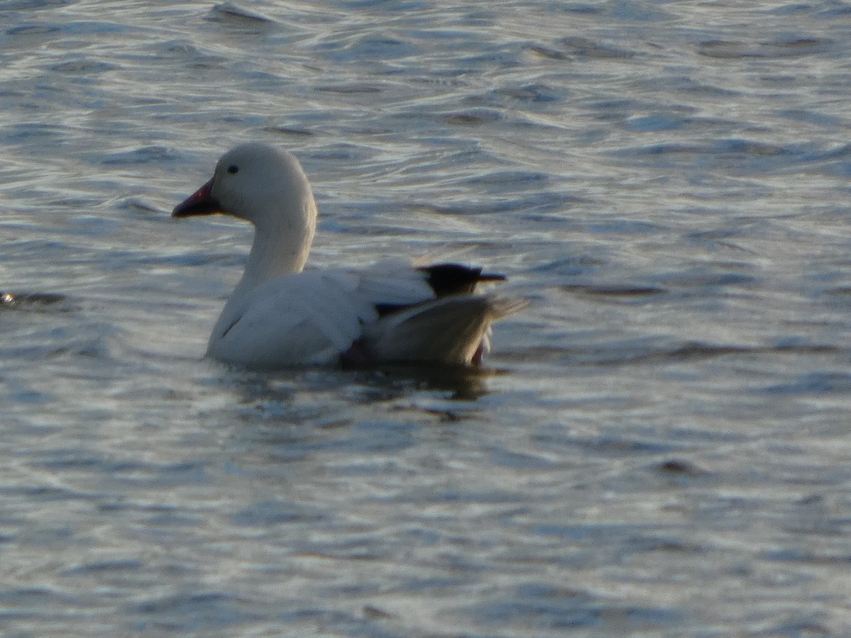 Snow Goose - ML645551908