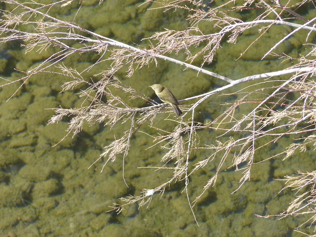 Common Chiffchaff - ML645551909