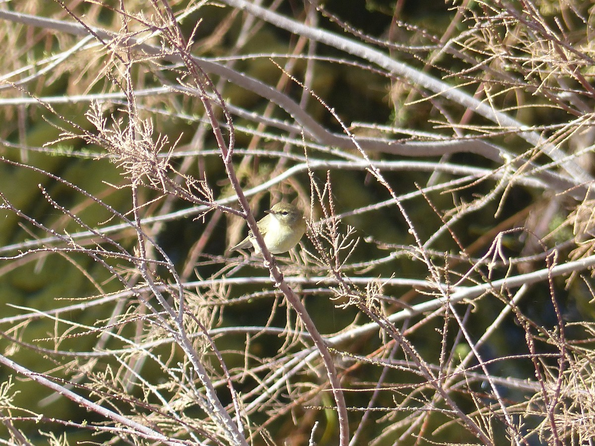 Common Chiffchaff - ML645551910