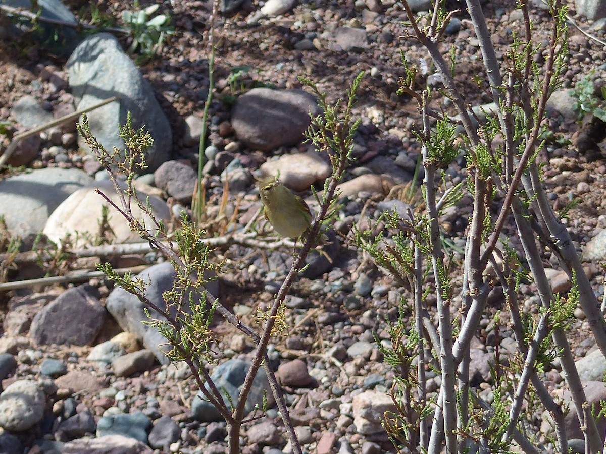 Common Chiffchaff - ML645551911