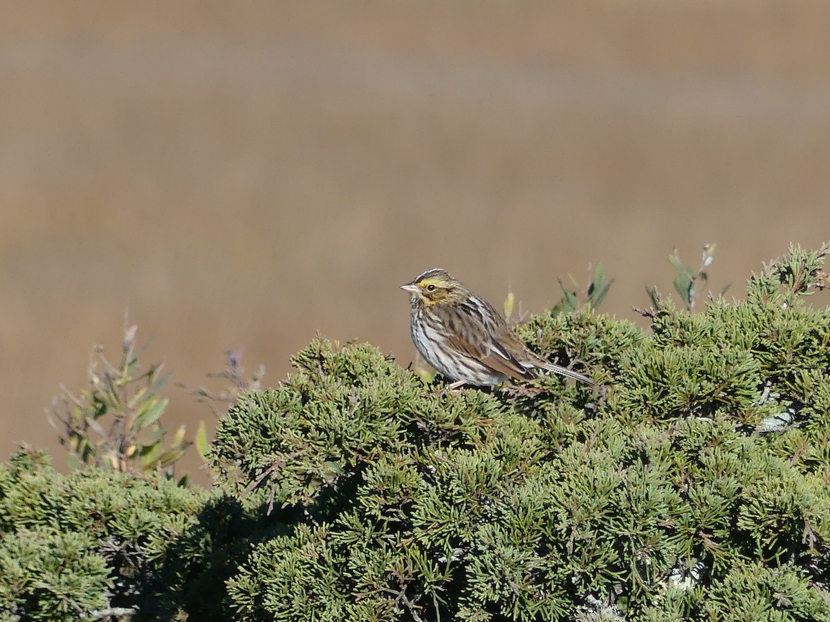 Savannah Sparrow - ML645551912