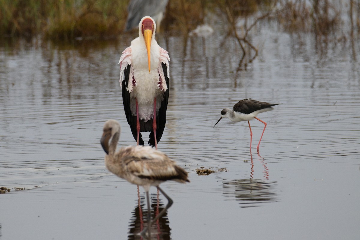 Black-winged Stilt - ML645551924