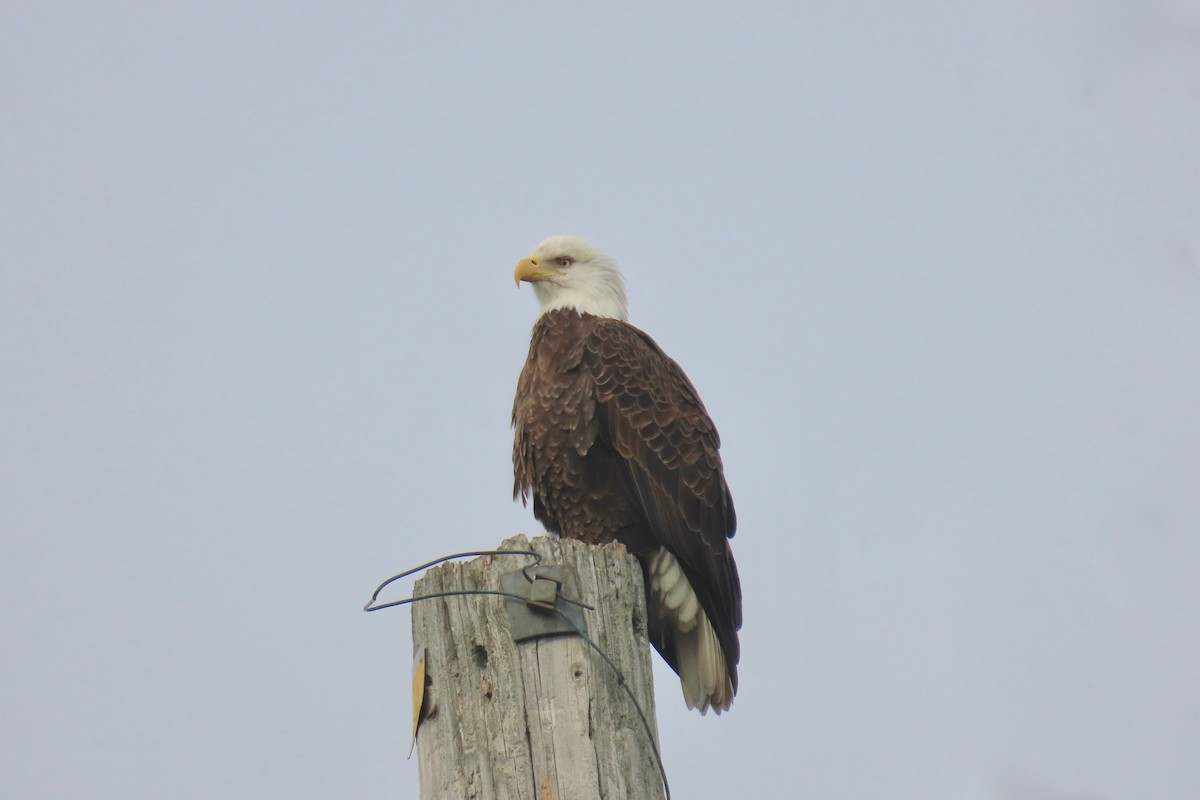 Bald Eagle - ML645551925
