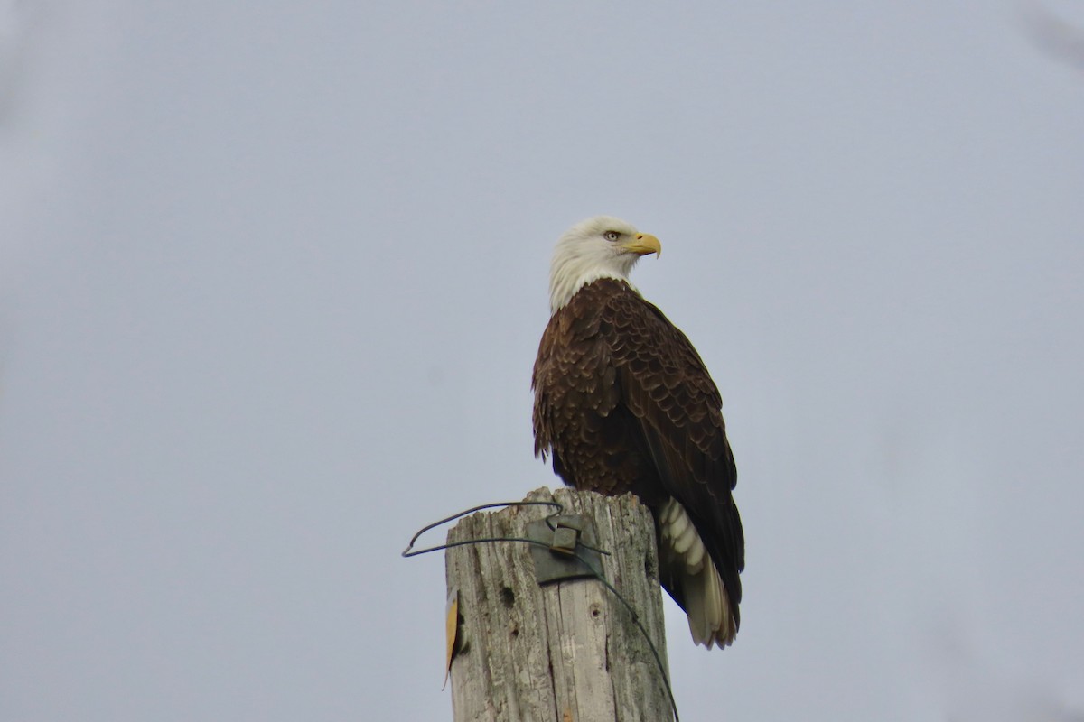 Bald Eagle - ML645551926