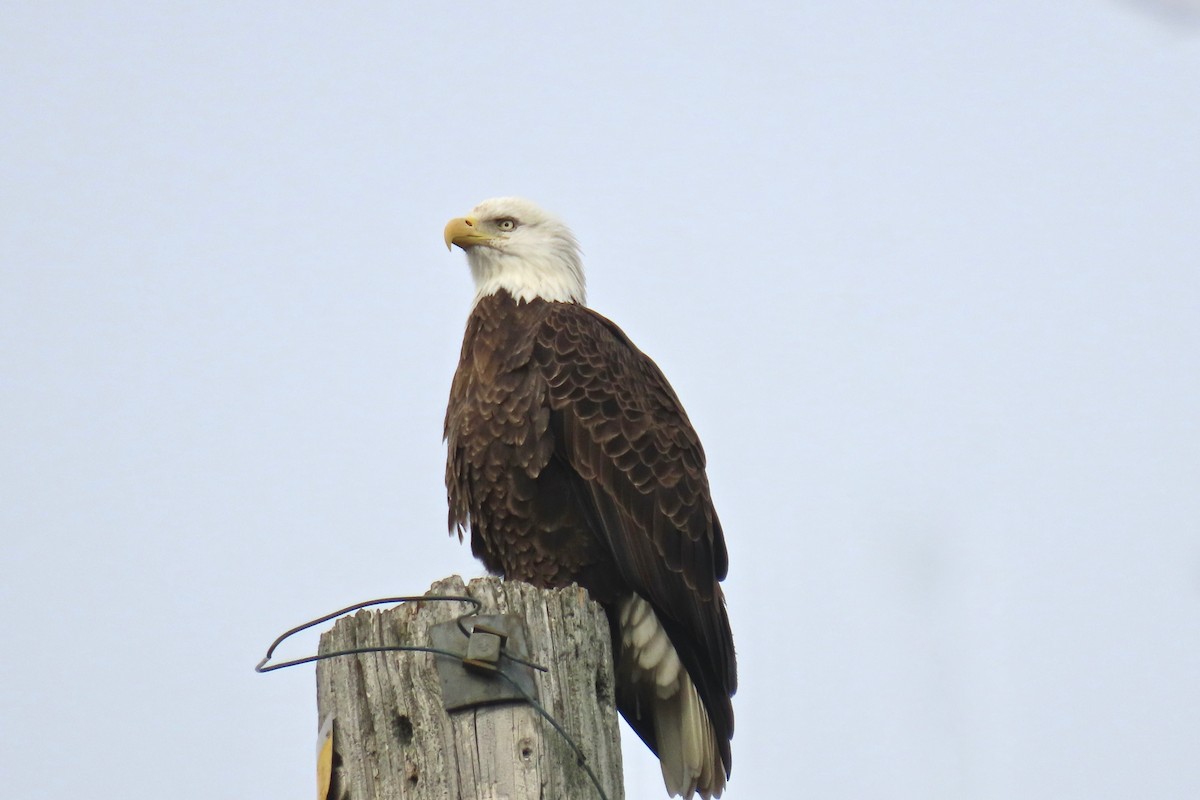 Bald Eagle - ML645551927