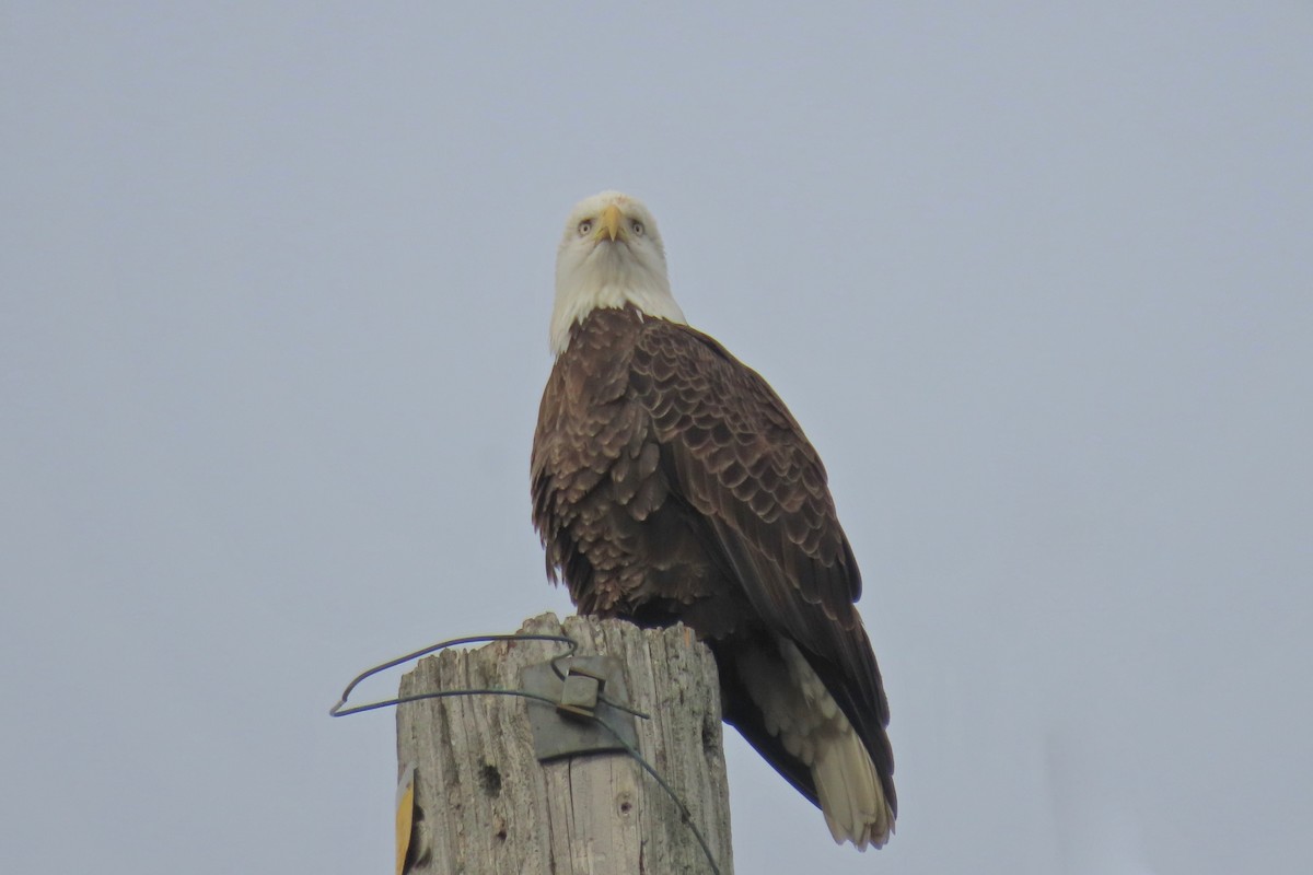 Bald Eagle - ML645551929