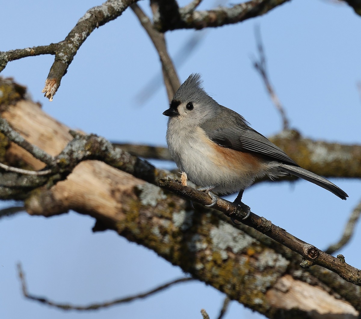Tufted Titmouse - ML645551930