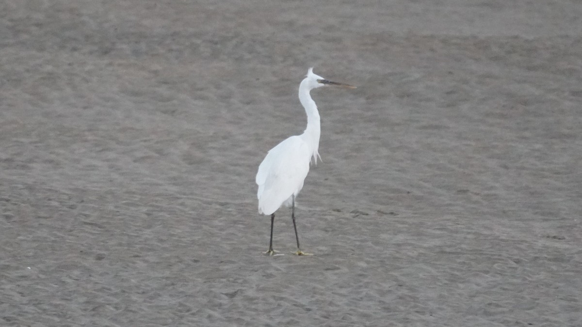 Gray Francolin - ML645551937