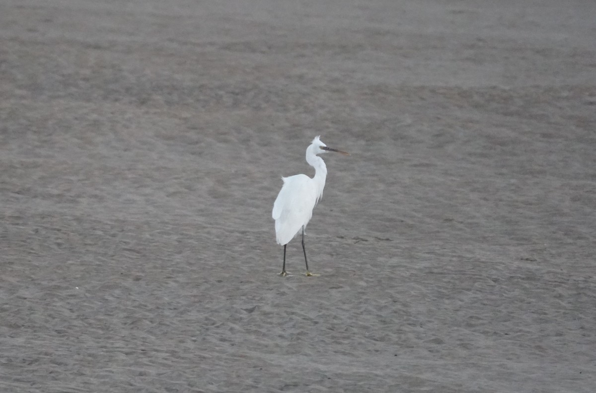 Gray Francolin - ML645551941
