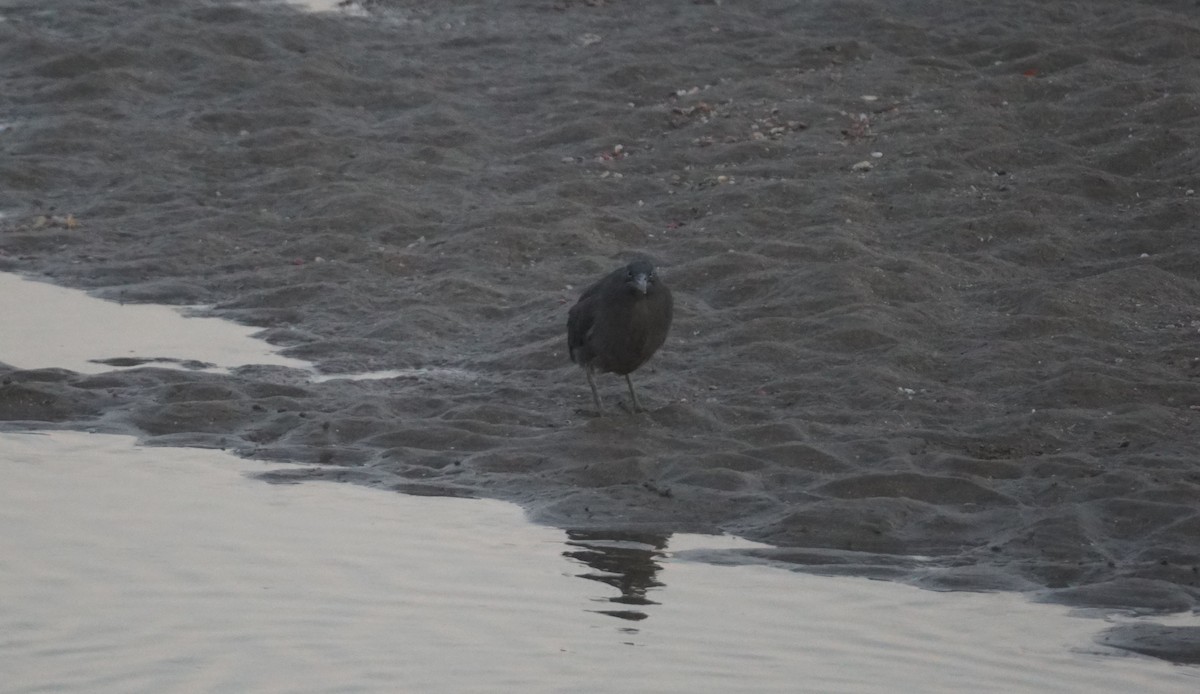 Gray Francolin - ML645551942