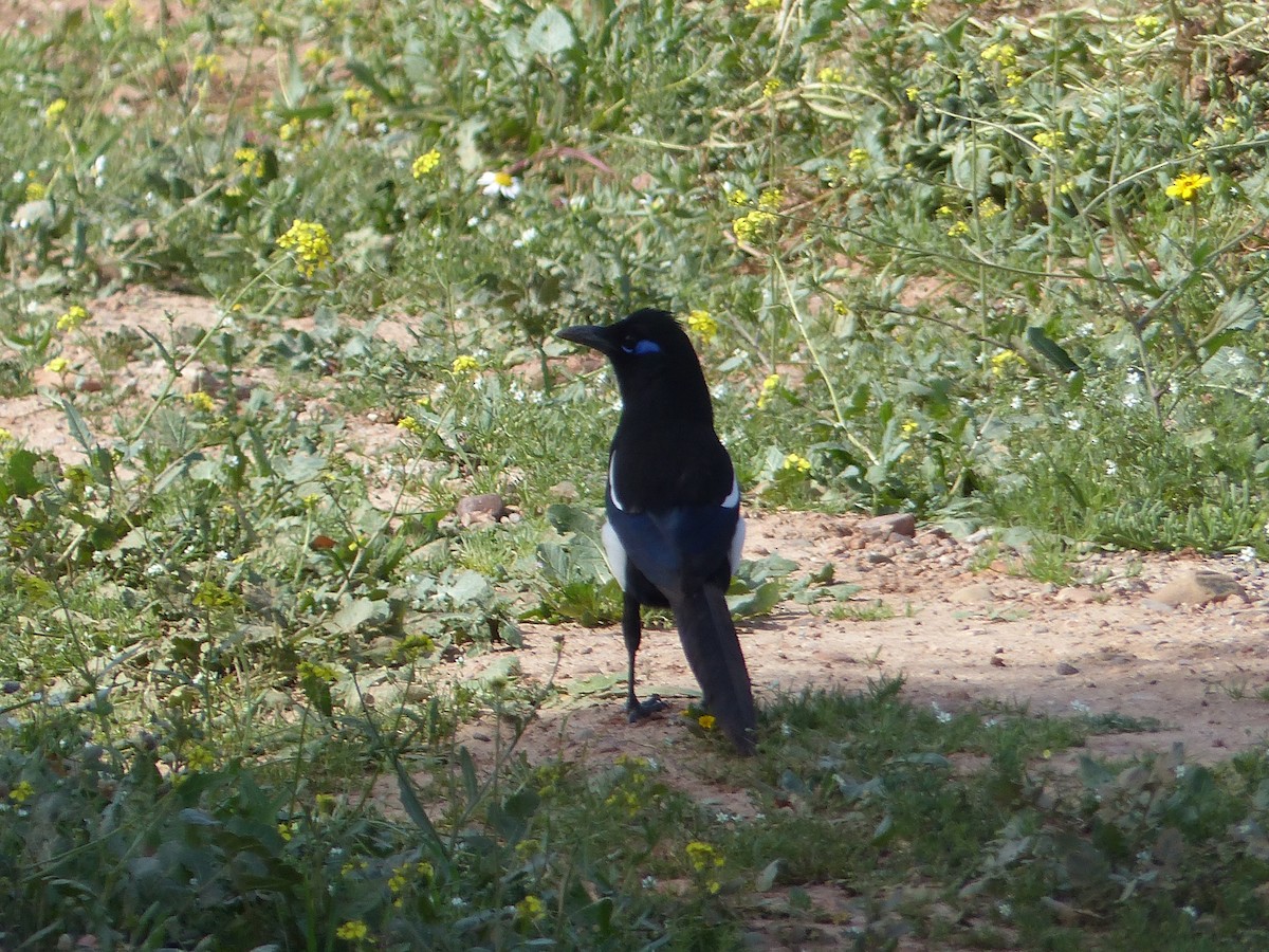 Maghreb Magpie - ML645551948