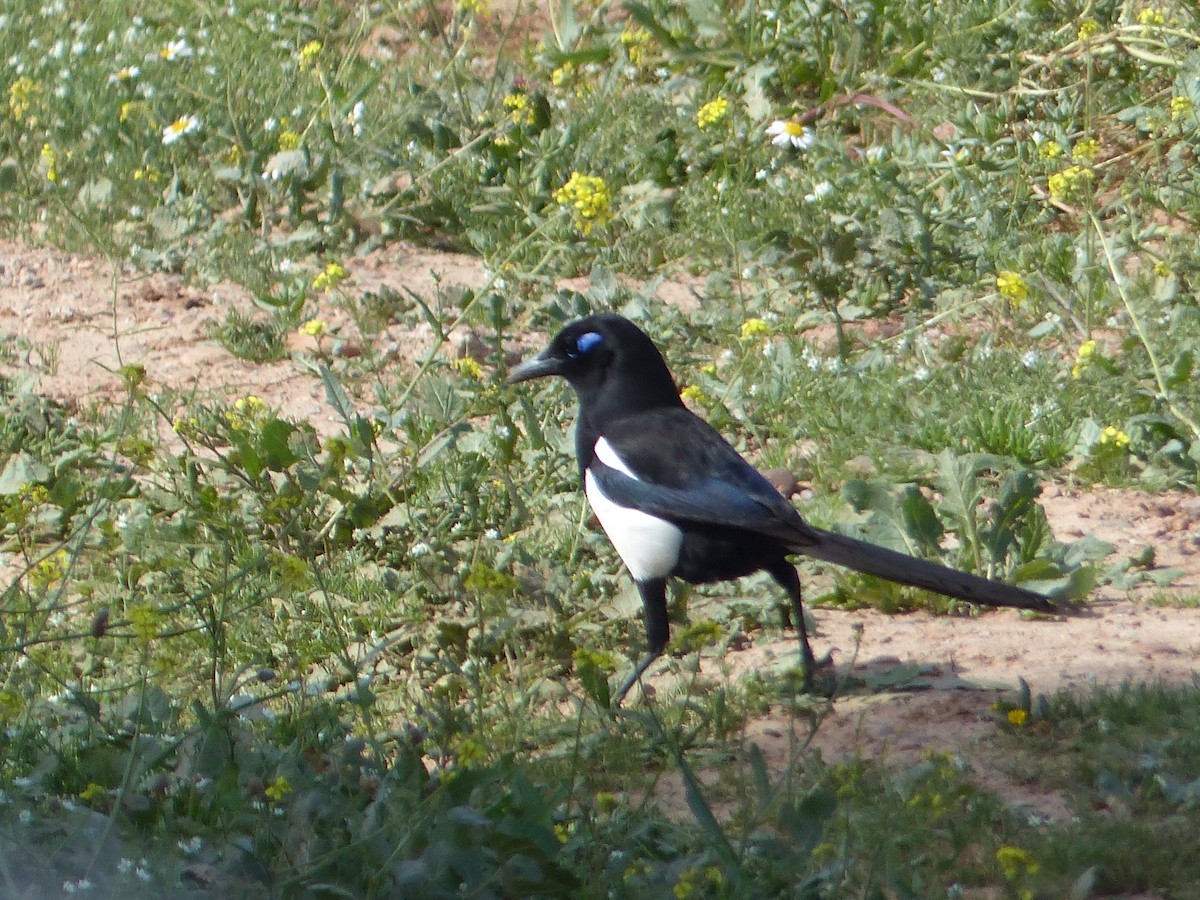 Maghreb Magpie - ML645551949